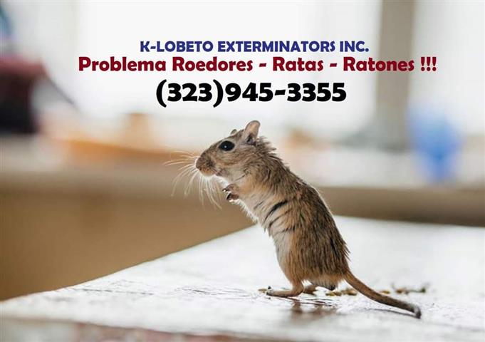 RODENTS CONTROL NEAR ME 24/7 image 7