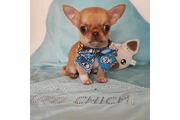 chihuahua en venta en Memphis