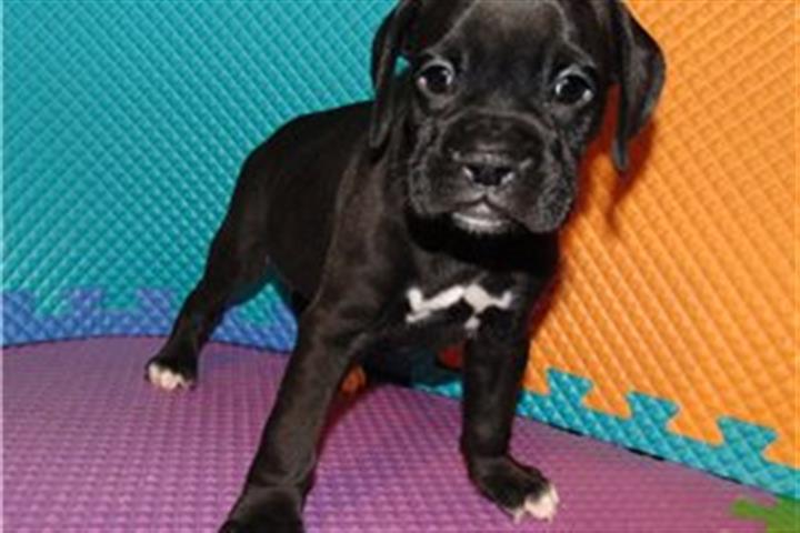 $450 : Boxer Puppies image 2