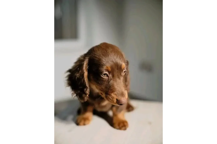 $700 : Dachshund puppies image 3