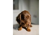 $700 : Dachshund puppies thumbnail