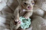 $500 : Chihuahua puppy for adoption thumbnail