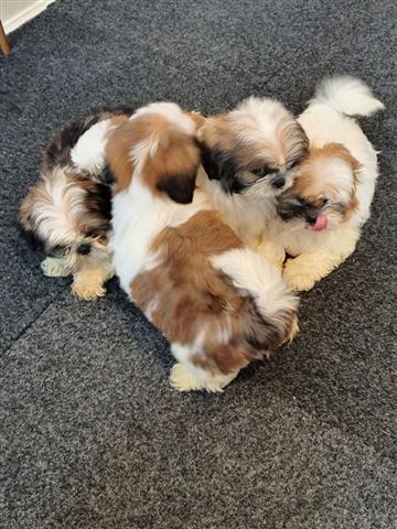 $500 : Adorable Male And Female Shih image 3