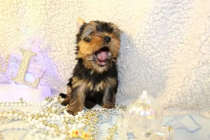 $400 : Super adorable Yorkie Puppies. image 1