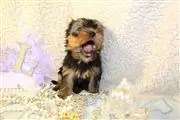 Super adorable Yorkie Puppies. en Silver Spring