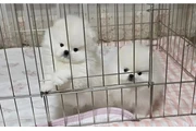 cachorros de Pomerania