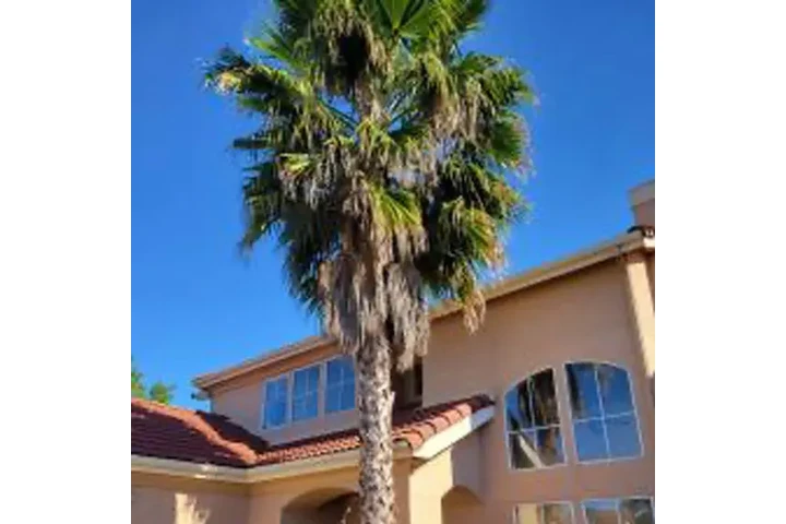4 Winds Tree Service image 3