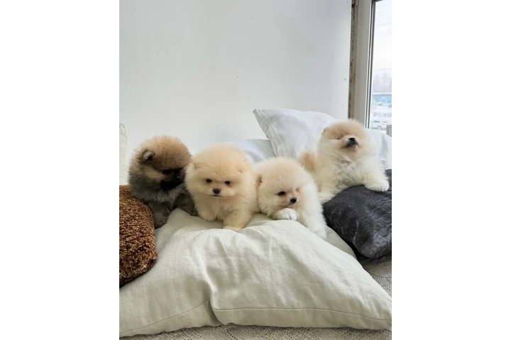 $350 : cachorros pomerania image 2