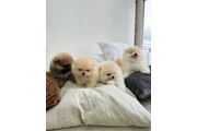 $350 : cachorros pomerania thumbnail