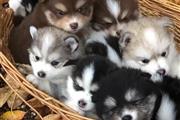 $500 : Adorables cachorros husky thumbnail