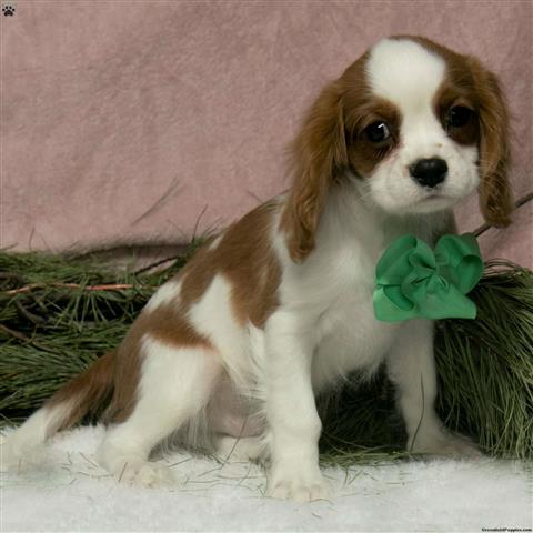 $330 : Cavalier King Charles for Sale image 1