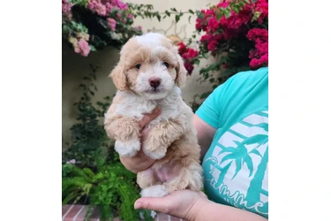 PERRITAS ADORABLES en Los Angeles