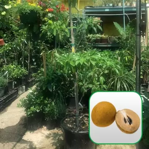 Nueva Esperanza Nursery image 3