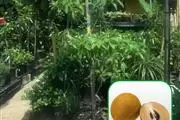 Nueva Esperanza Nursery thumbnail
