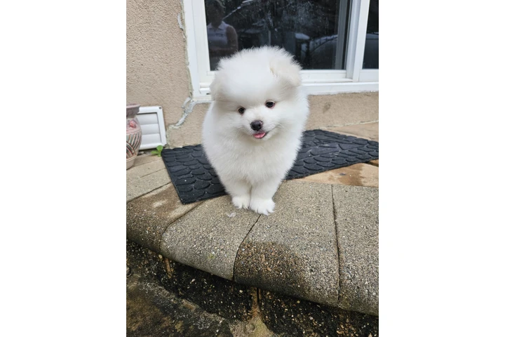 $3400 : Puppies pomerania image 6