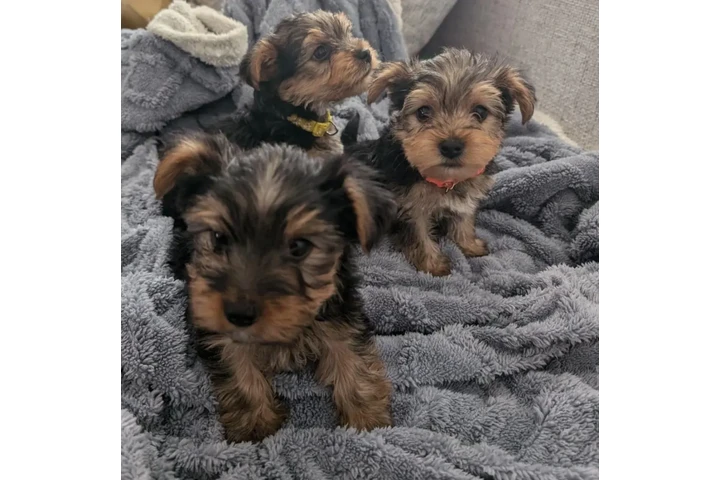 $300 : Yorkie Male And Female image 3
