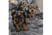 $300 : Yorkie Male And Female thumbnail