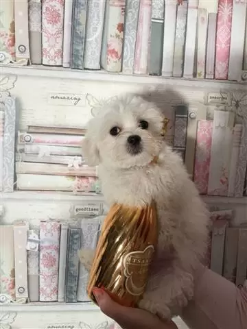 $420 : Maltese puppies image 3
