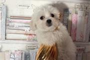 $420 : Maltese puppies thumbnail