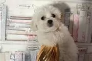$420 : Maltese puppies thumbnail