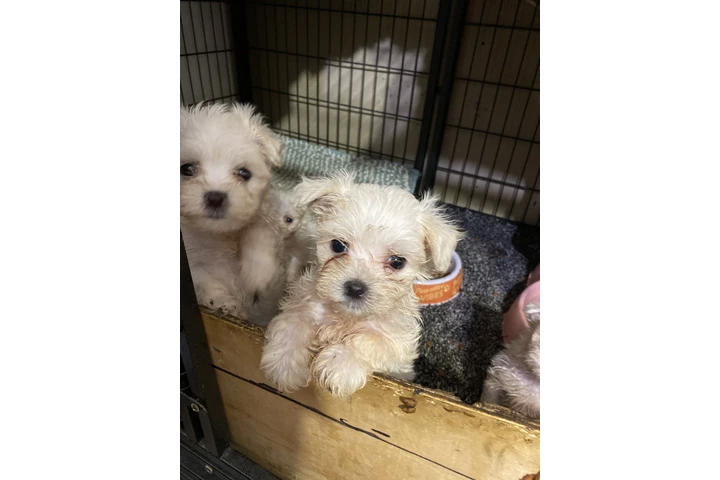 $500 : PERRITOS  DE RAZA MALTES AKC image 2