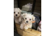 $500 : PERRITOS  DE RAZA MALTES AKC thumbnail