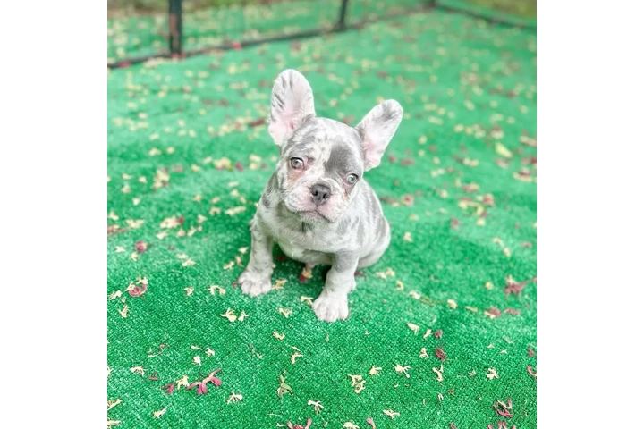 $400 : French bulldog image 2