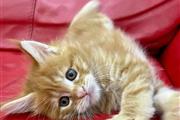 $600 : Gatitos Maine Coon en adopción thumbnail