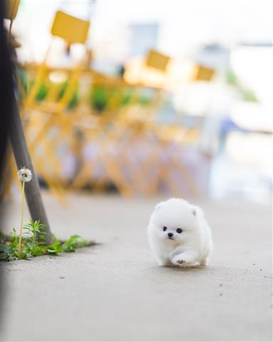 $250 : Pomeranian puppy for adoption image 1