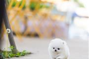 Pomeranian puppy for adoption en Miami