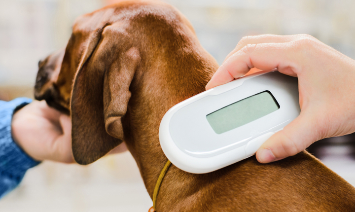 Con un escáner se puede saber si una mascota tiene microchip