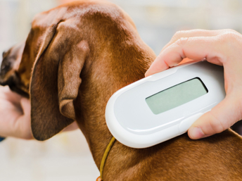 Con un escáner se puede saber si una mascota tiene microchip