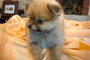 $350 : Cachorrito Pomerania thumbnail