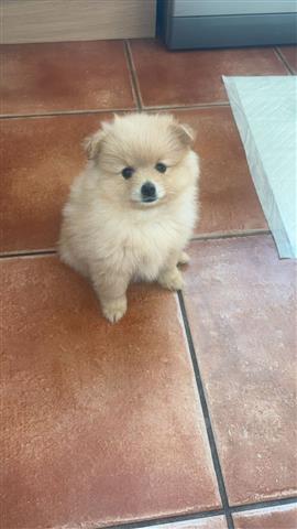 $300 : DOS POMERANIA HEMBRAS image 2