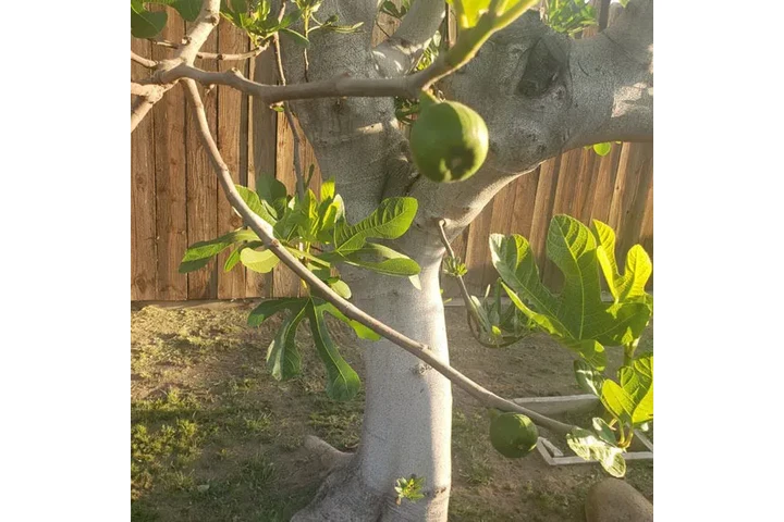 Professional Tree Services! 🌳 image 5