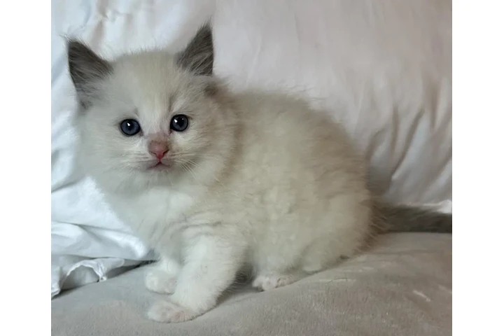 $380 : Gatitos Ragdoll Azul en venta image 2