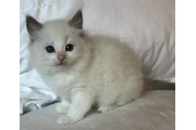 $380 : Gatitos Ragdoll Azul en venta thumbnail
