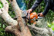 Tree Service Palms& Tree Remov thumbnail 4