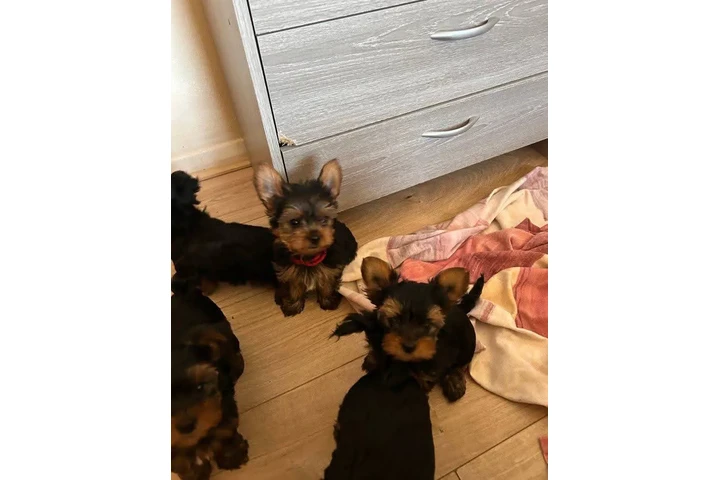 $350 : Cachorros de Yorkie image 2