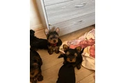$350 : Cachorros de Yorkie thumbnail