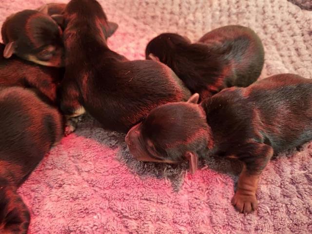 $400 : Adorable yorkie Puppies image 3