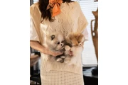 $350 : Cachorros Pomerania en venta thumbnail