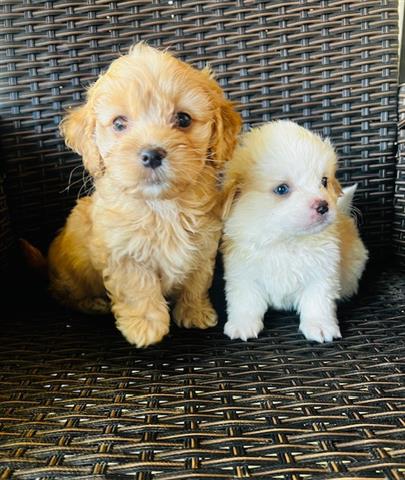 $750 : Perritos Maltipoo image 1