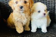 Perritos Maltipoo en Los Angeles