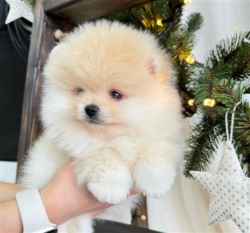 $350 : Pomeranian Puppies For Sale image 2