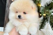 $350 : Pomeranian Puppies For Sale thumbnail