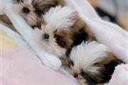 Teacup shih tzu puppies