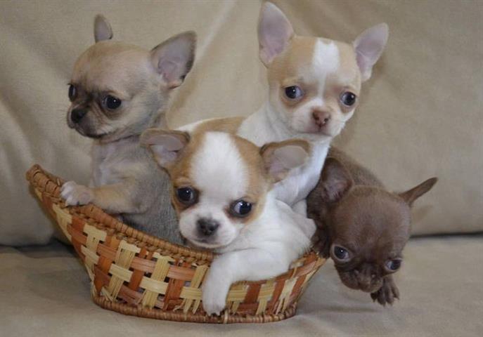 $400 : Chihuahua puppies image 7