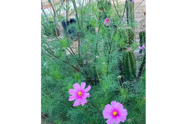 PITAYOS D JALISCO TERE GALVAN image 2