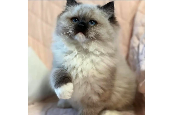 $550 : Cute persian kittens image 1